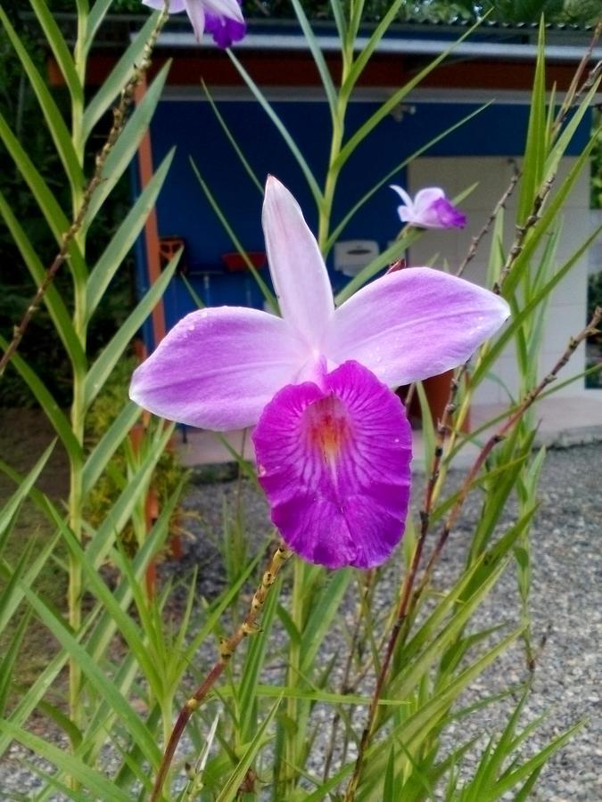 Puerto Vargas Lodge 까위따 외부 사진